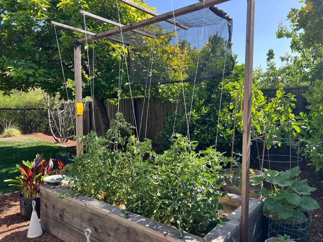 A backyard garden scene with tomato plants supported on stakes and a piece of shade cloth draped above them to block harsh afternoon sun