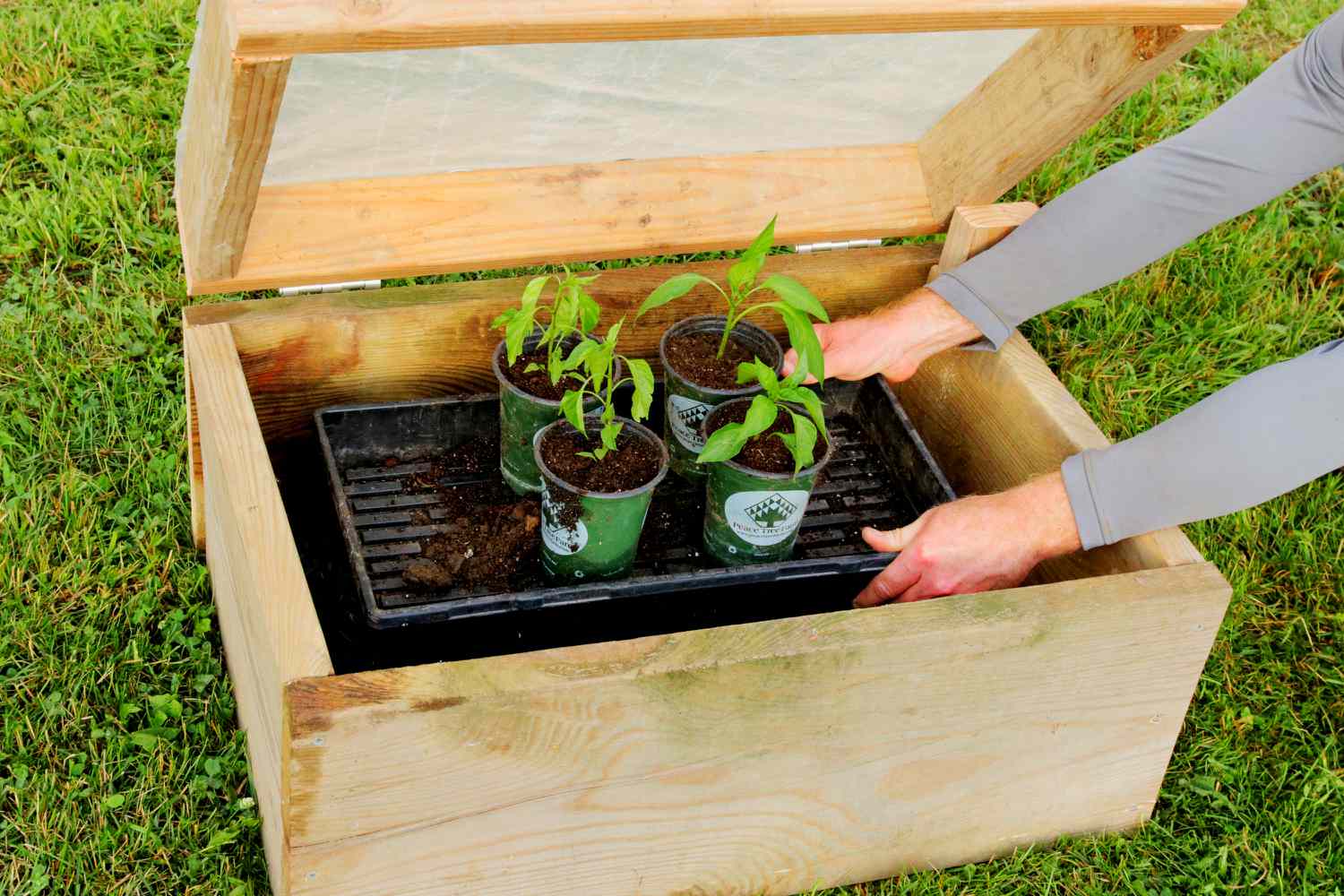 A backyard gardener holding a tray of small vegetable seedlings on a patio table in dappled shade, ready to begin the hardening off process