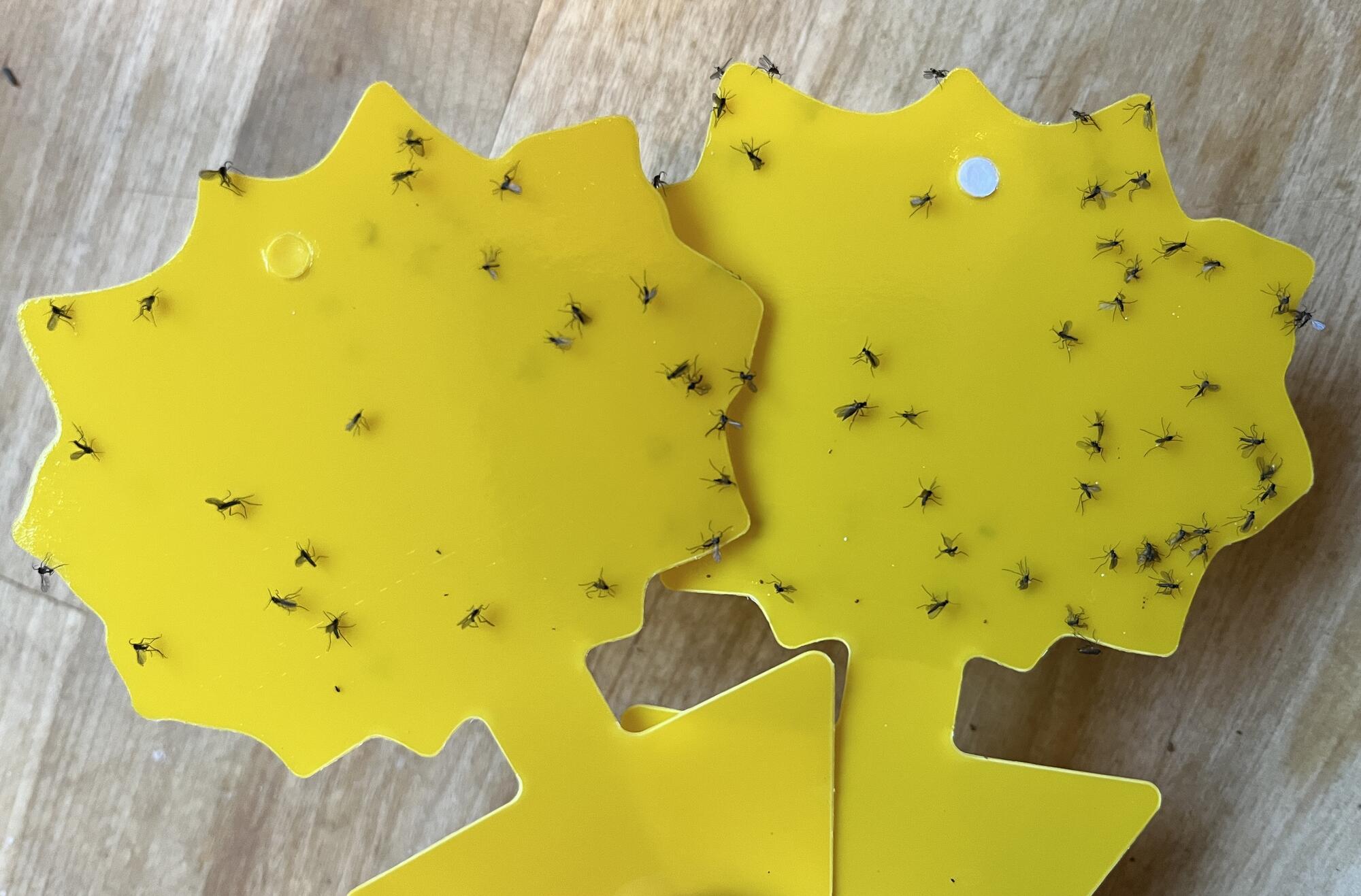 A close-up photograph of a seedling tray on a bright indoor shelf with yellow sticky traps standing in the cells and a few tiny dark fungus gnats caught on the surface