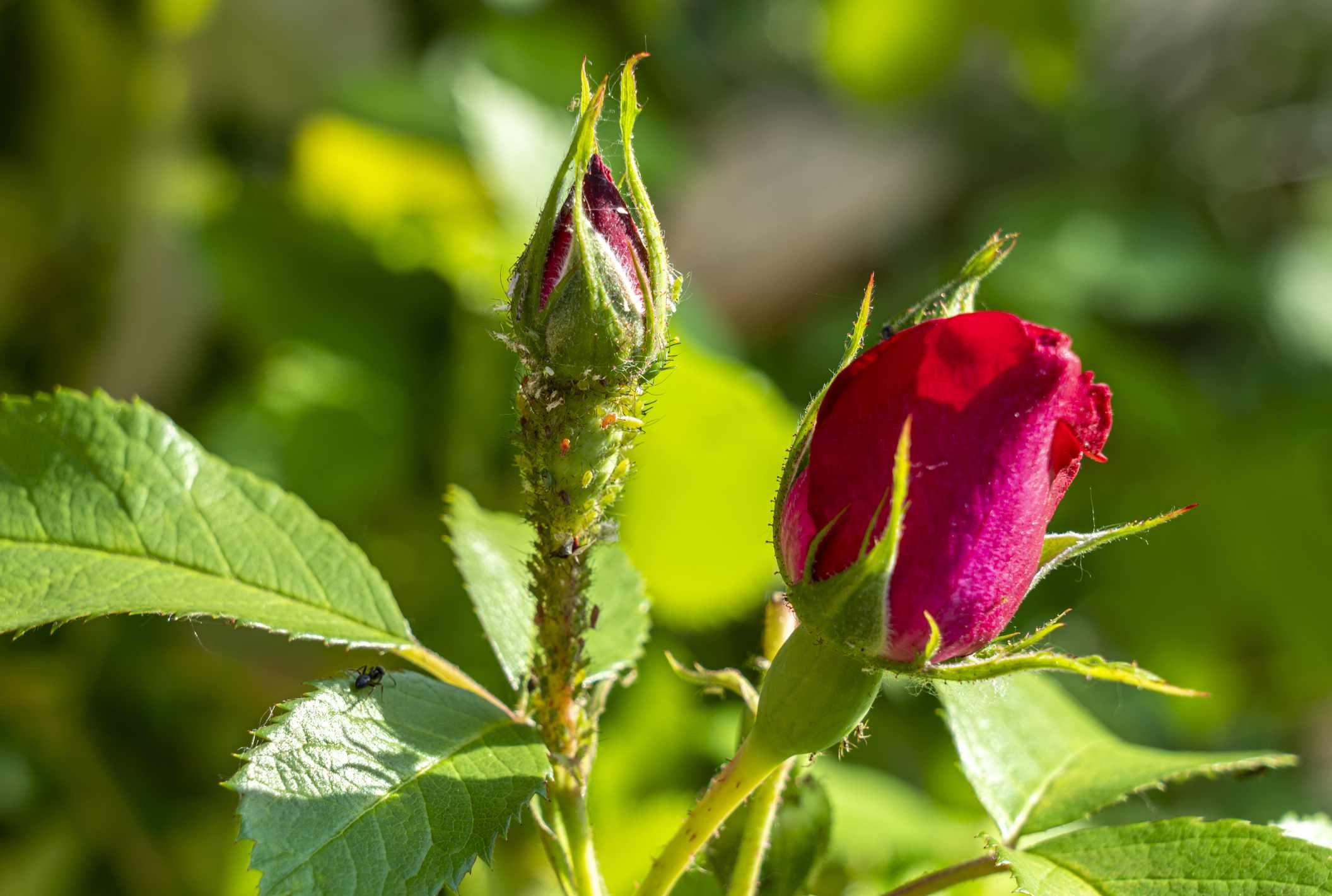 A close-up photograph of green aphids clustered along a rose stem and new leaf growth in a home garden