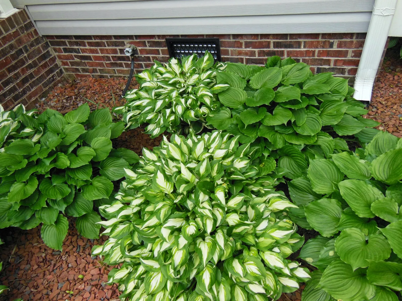 A dense clump of mature hostas being lifted from the soil with a spade in early spring, with fresh green shoots just emerging