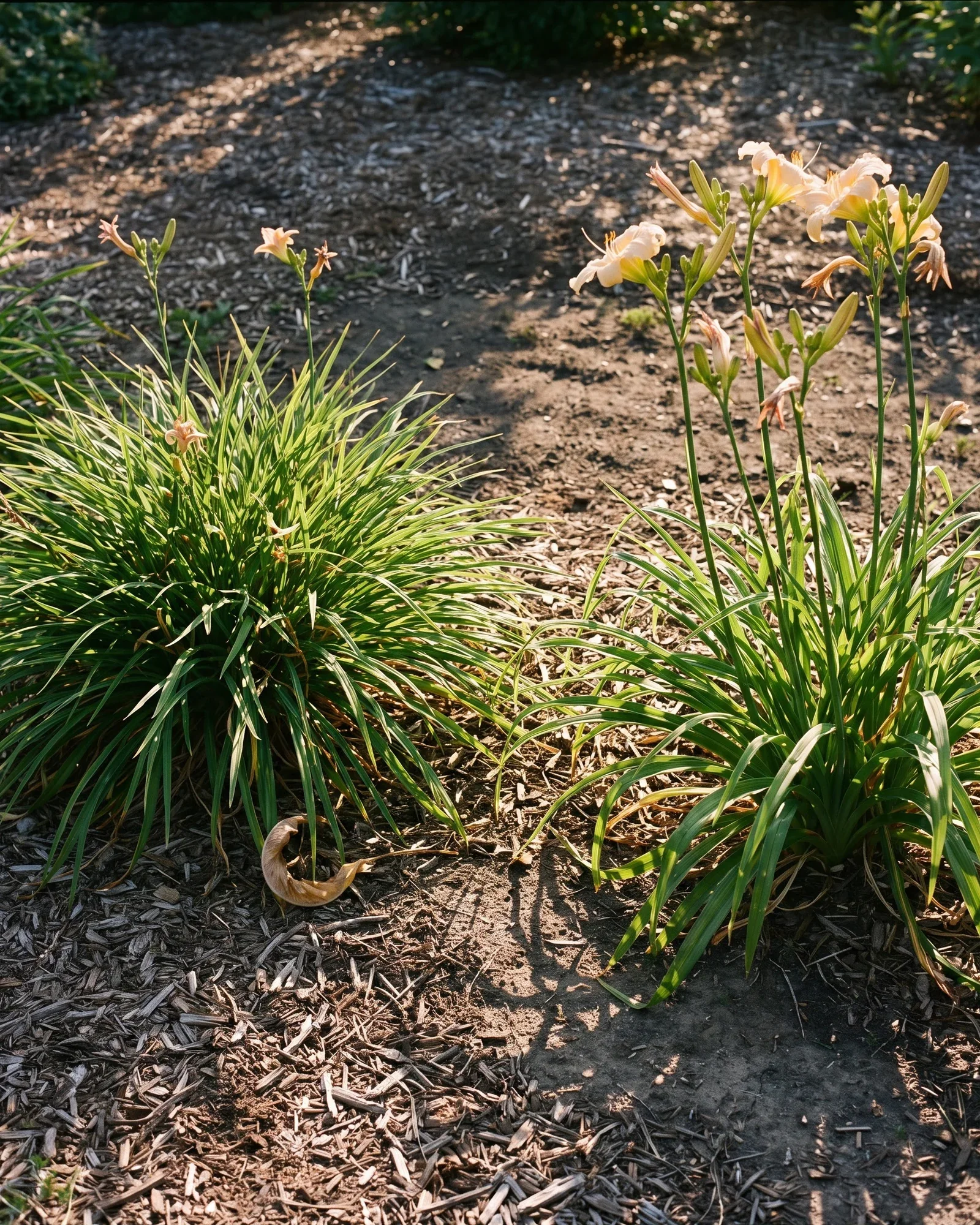 A gardener holding a freshly divided daylily section with several fans and a thick cluster of roots, soil still clinging to the base