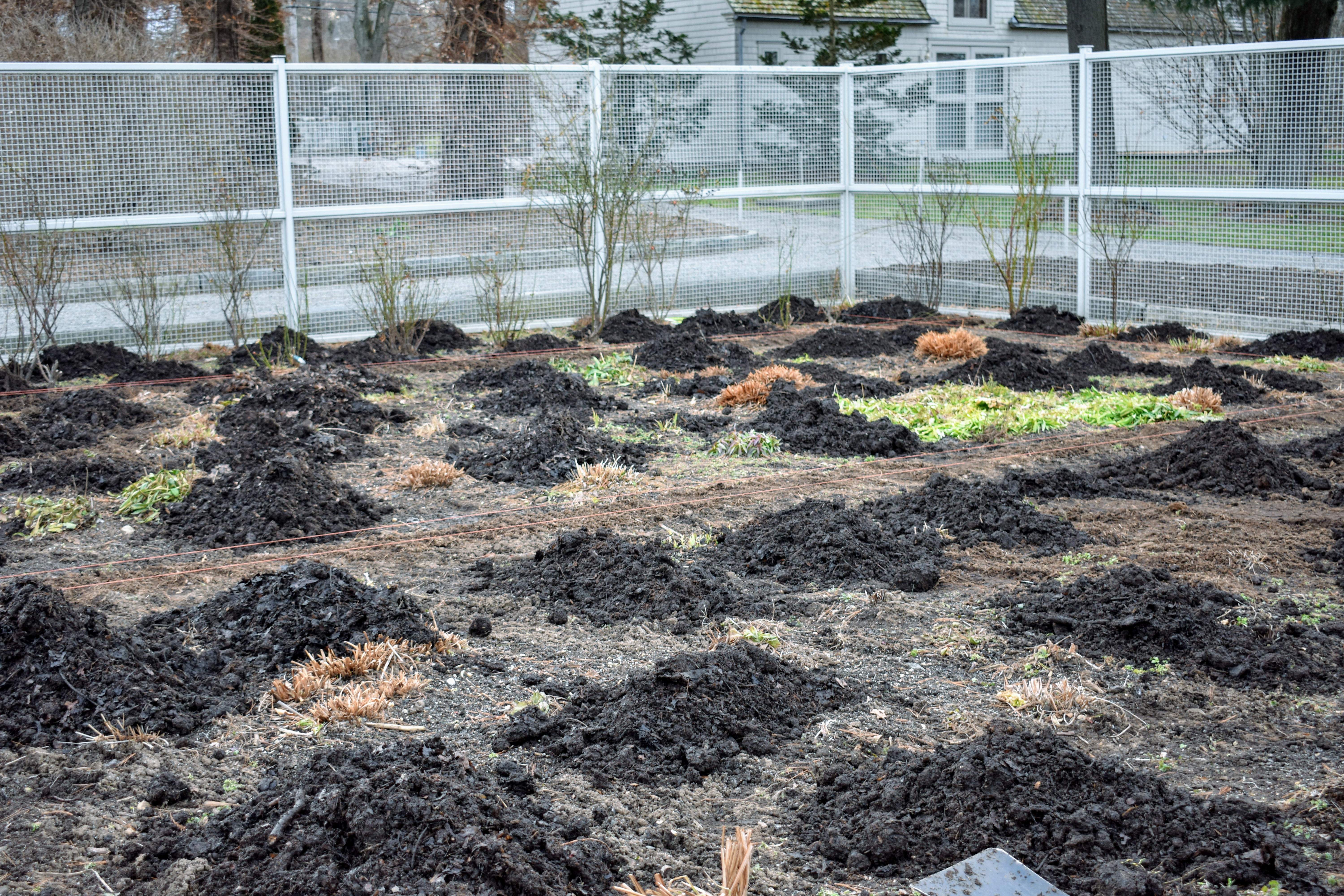 A gardener spreading dark finished compost in an even layer over a garden bed using a shovel and rake