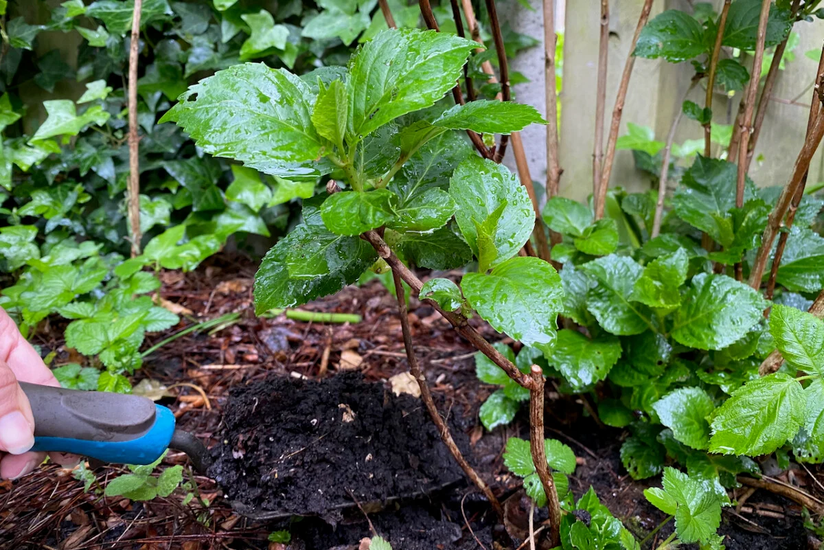 A gardener spreading finished compost in a ring around the base of a hydrangea shrub, keeping it away from the stems
