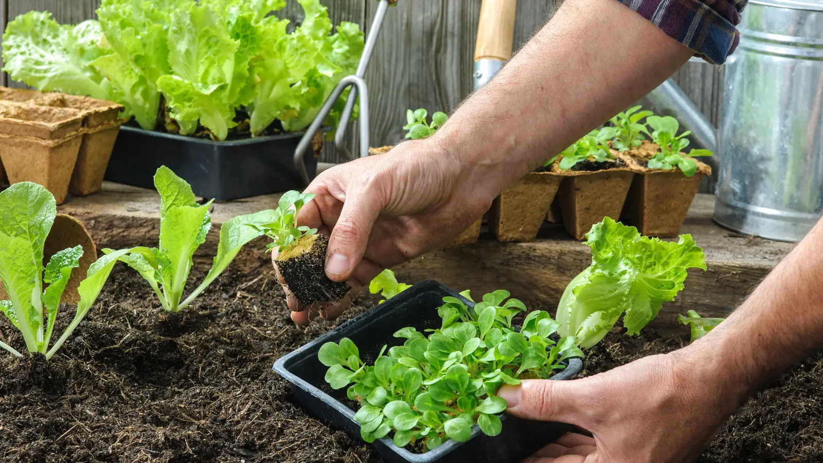 A gardener transplanting a small seedling into a prepared garden bed in the late afternoon light, with a watering can nearby