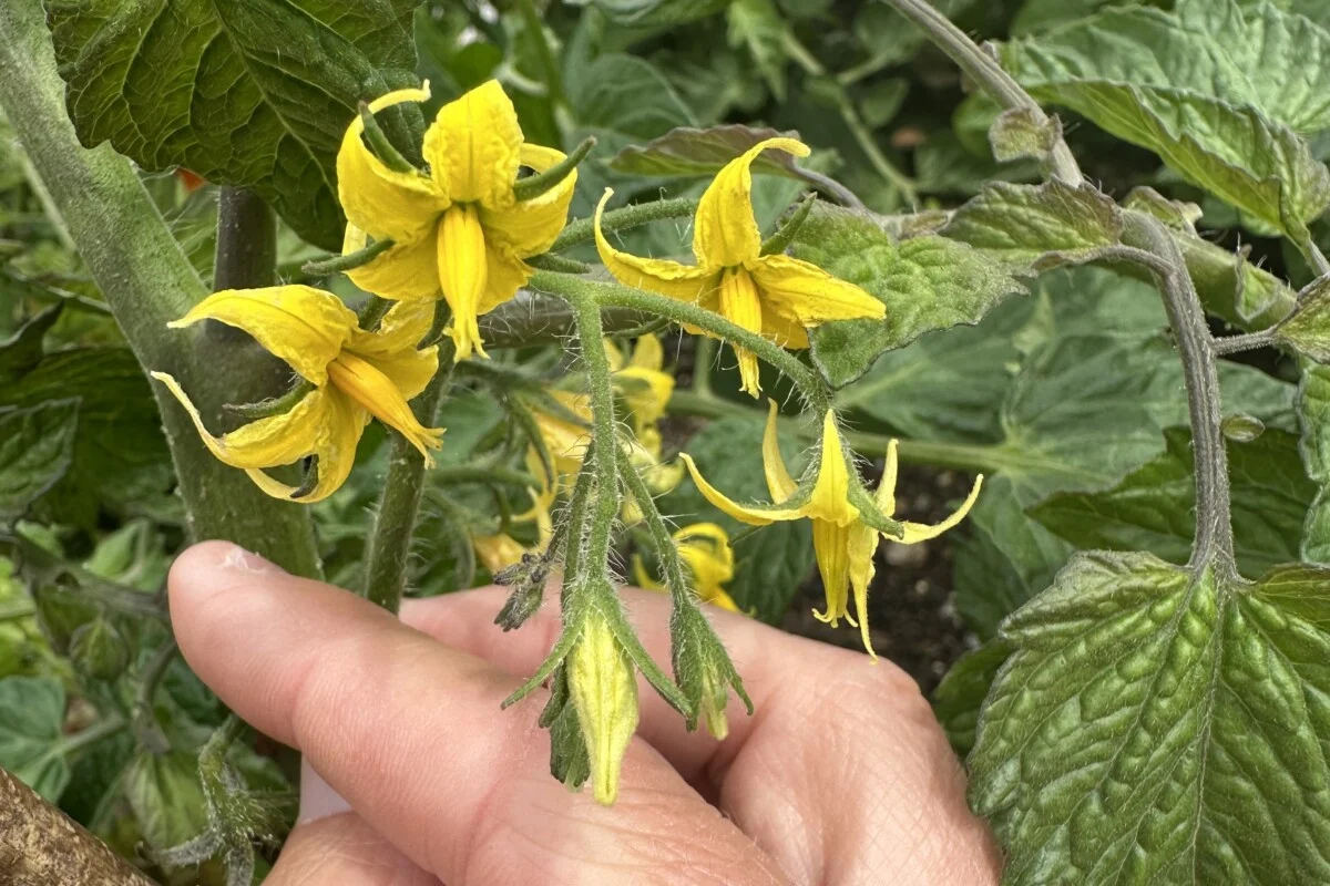 A gardener’s hand gently shaking a tomato plant flower cluster outdoors on a sunny day, focusing on the yellow blossoms
