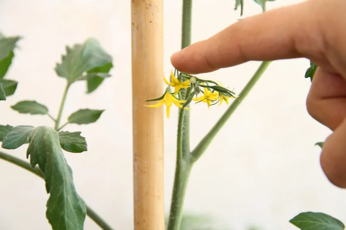 A gardener's hand gently tapping a tomato flower cluster on a staked tomato plant to help release pollen