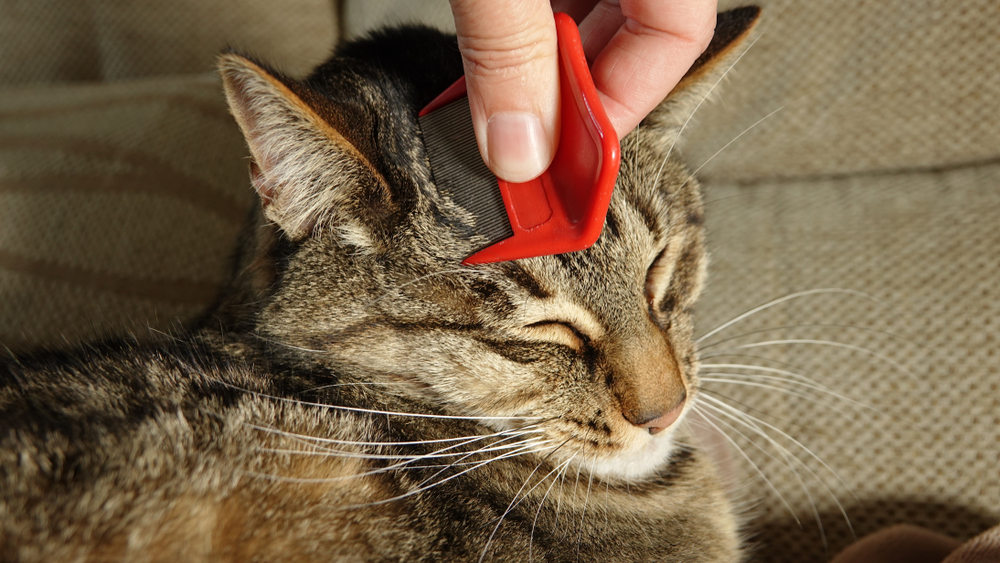 A hand using a fine-toothed flea comb through a cat's fur near the shoulders, catching tiny dark fleas