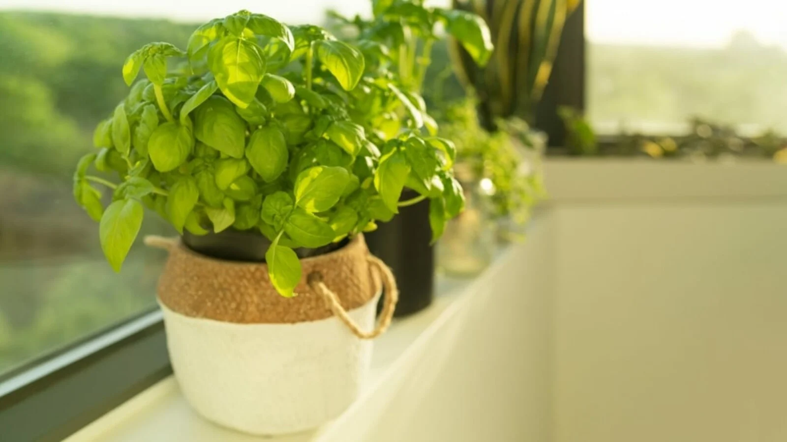 A healthy basil plant in a container placed in bright shade on a patio, protected from harsh midday sun
