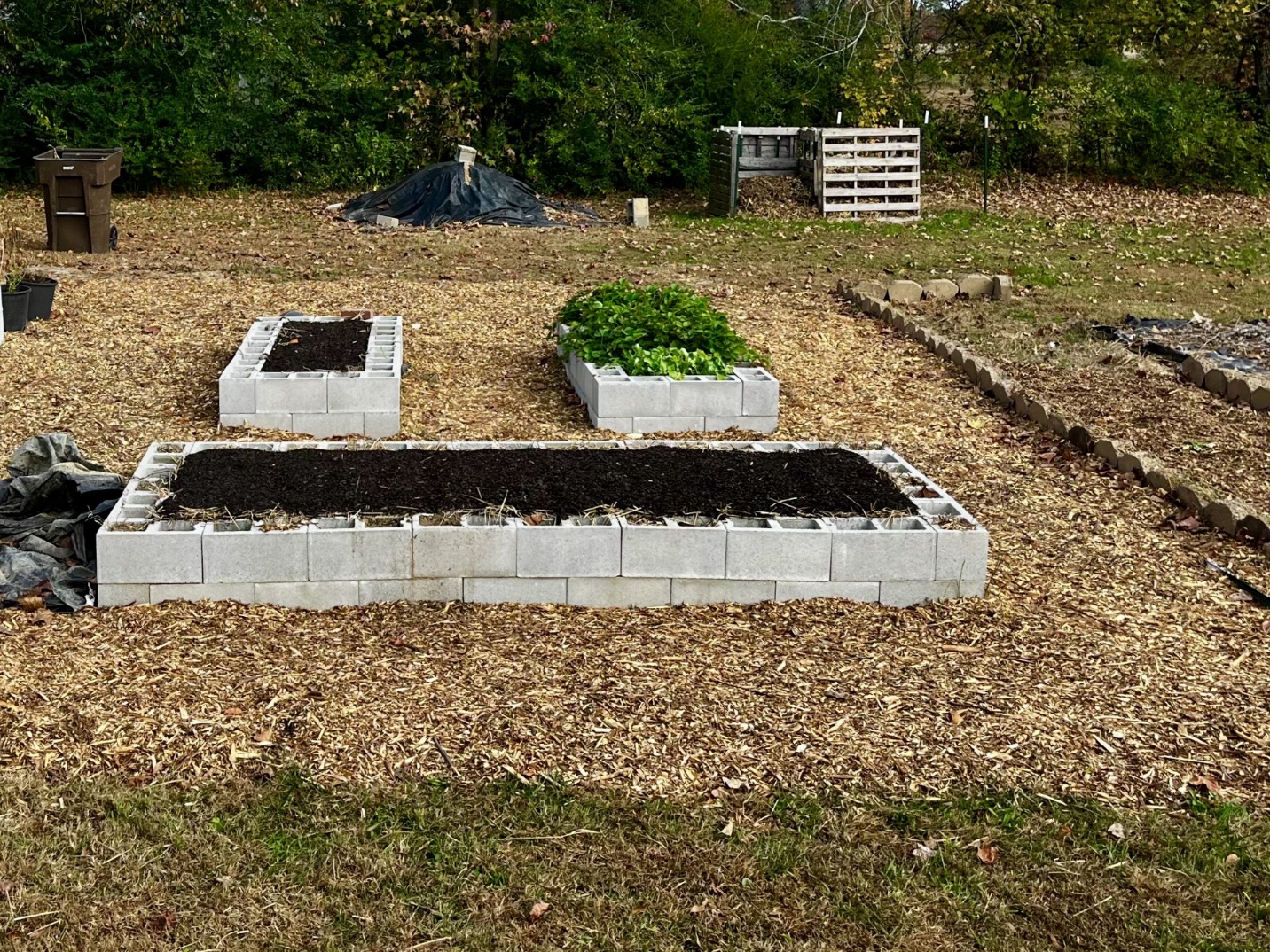 A home vegetable garden bed in spring with young seedlings planted in neat rows and a gardener spreading straw mulch between the rows