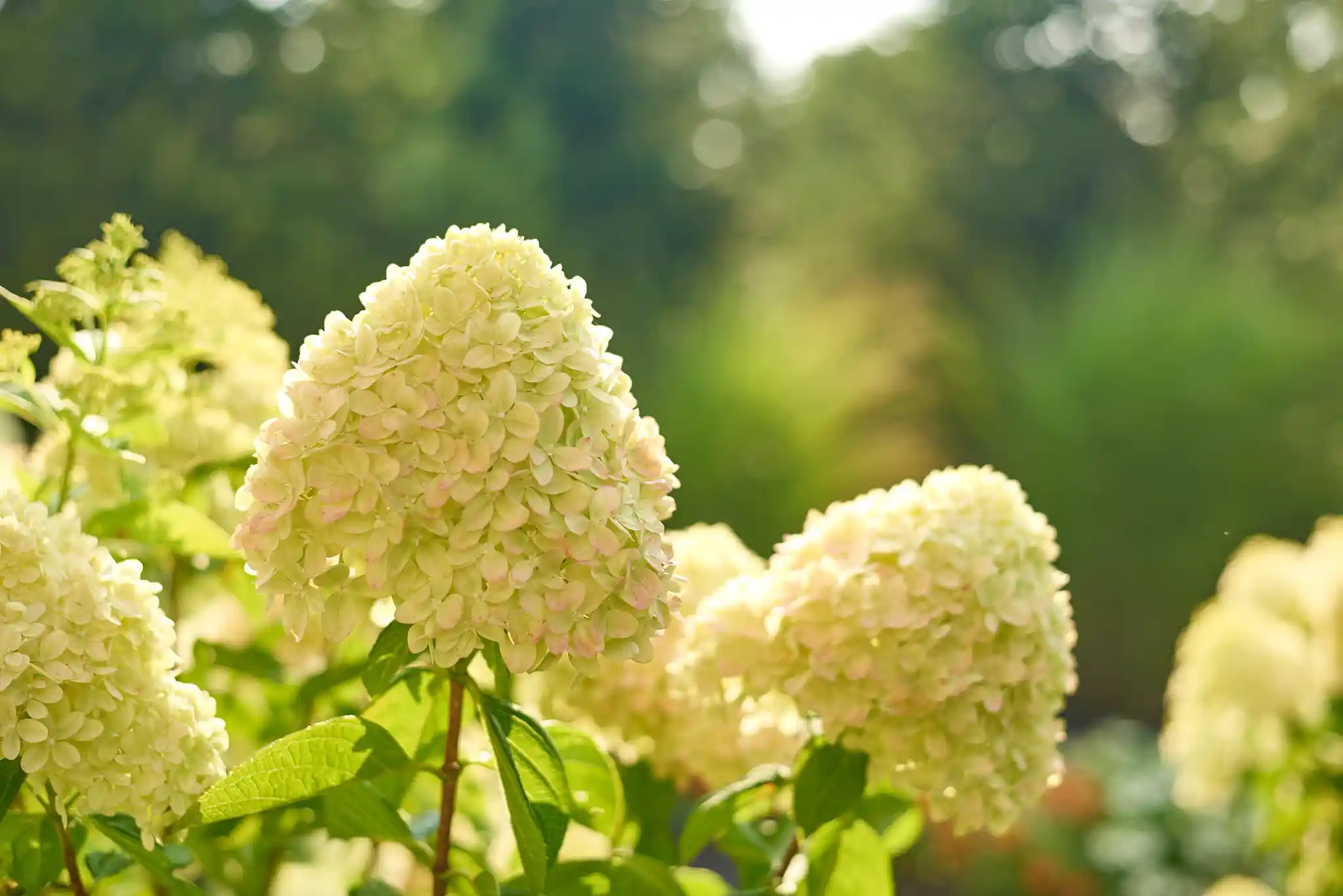 A hydrangea shrub receiving morning sunlight with dappled afternoon shade from nearby trees