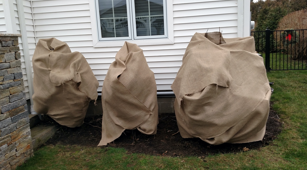 A hydrangea shrub wrapped in burlap for winter protection in a snowy garden