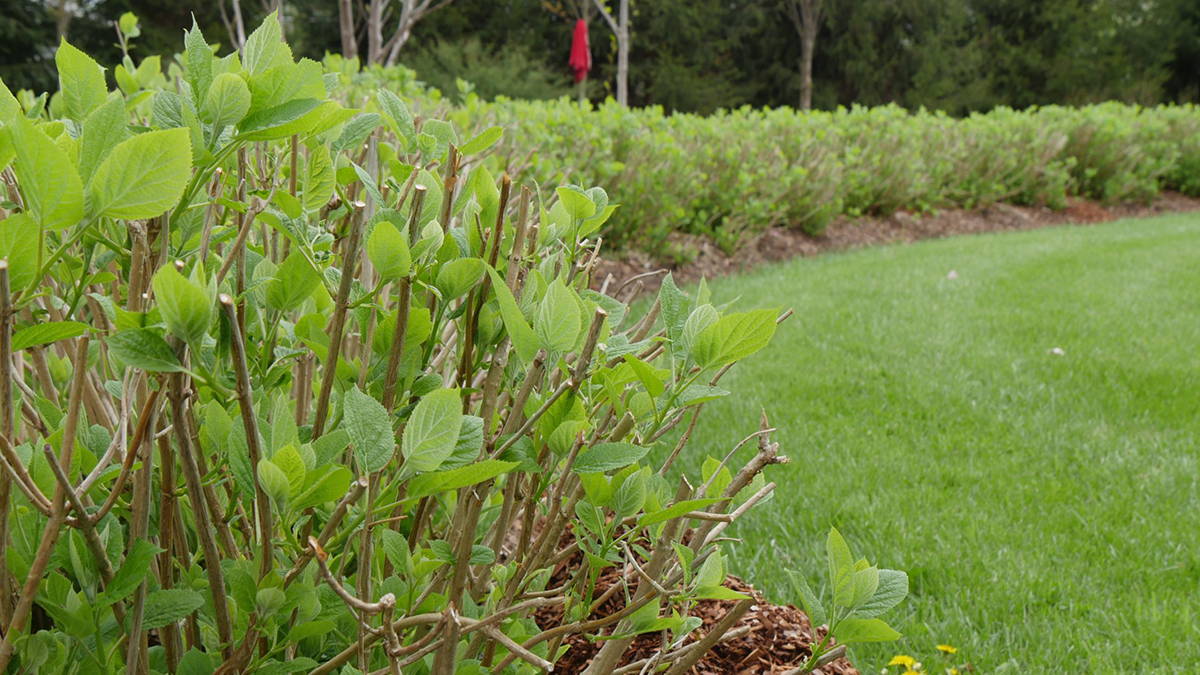 A leafy hydrangea shrub with plenty of green growth but no flower clusters in a backyard garden bed