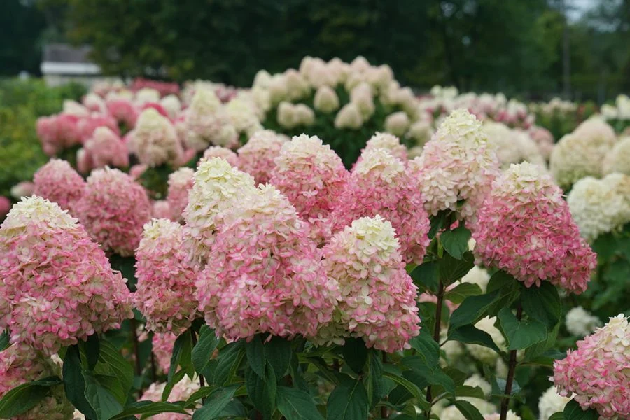 A panicle hydrangea in bloom with large cone-shaped white flower clusters on sturdy stems in a sunny garden