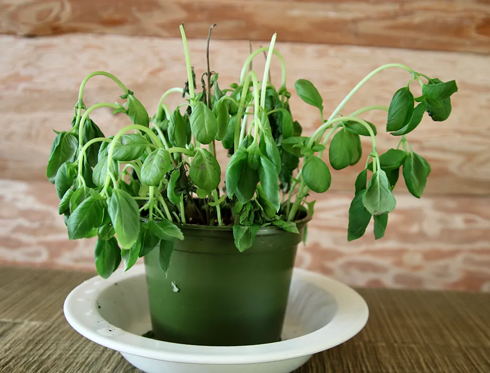 A potted basil plant on a sunny kitchen counter with several leaves drooping downward, showing early wilting symptoms
