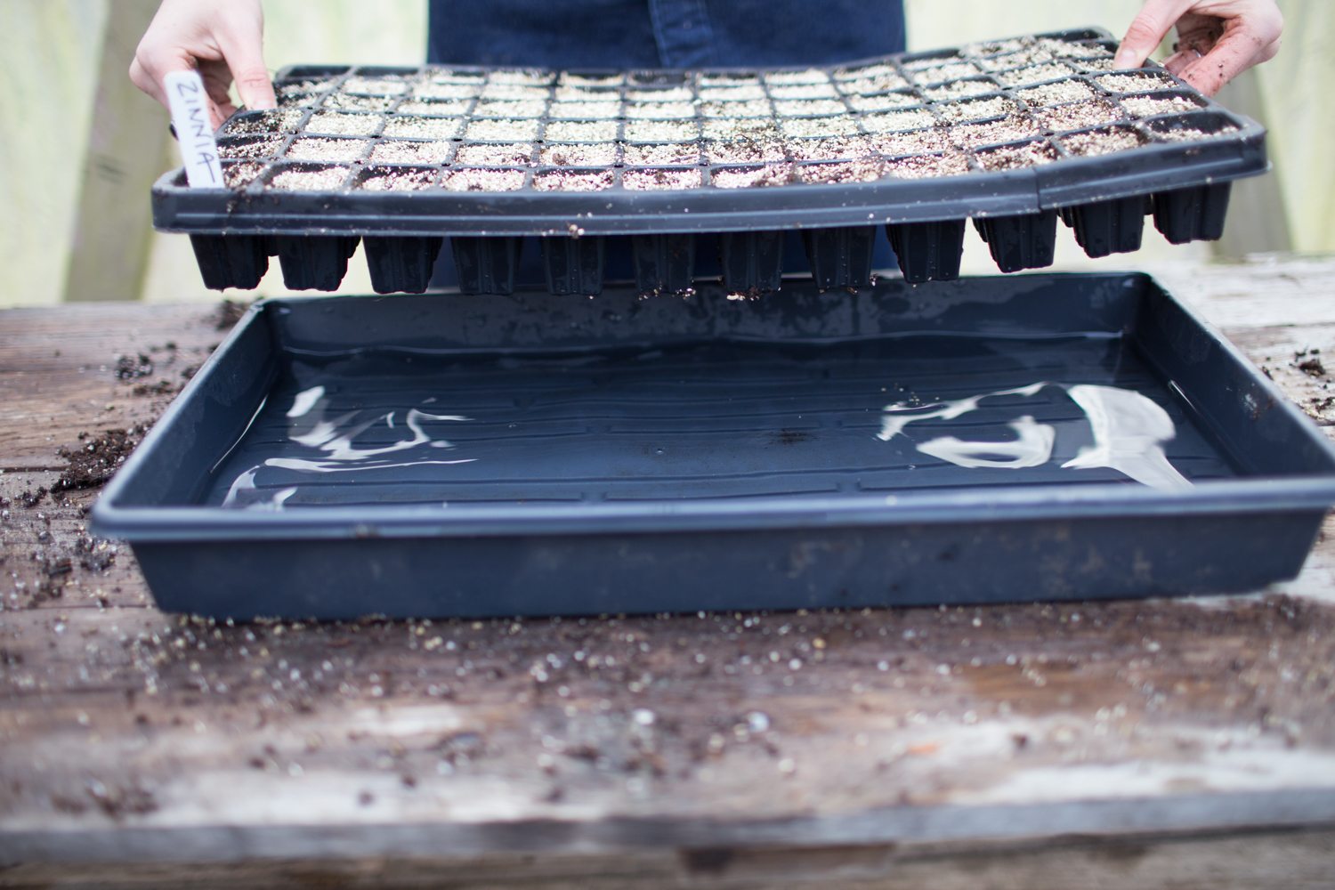 A real-life photo of a gardener's hands bottom-watering a black plastic seedling tray by setting it into a shallow basin of water on a potting bench