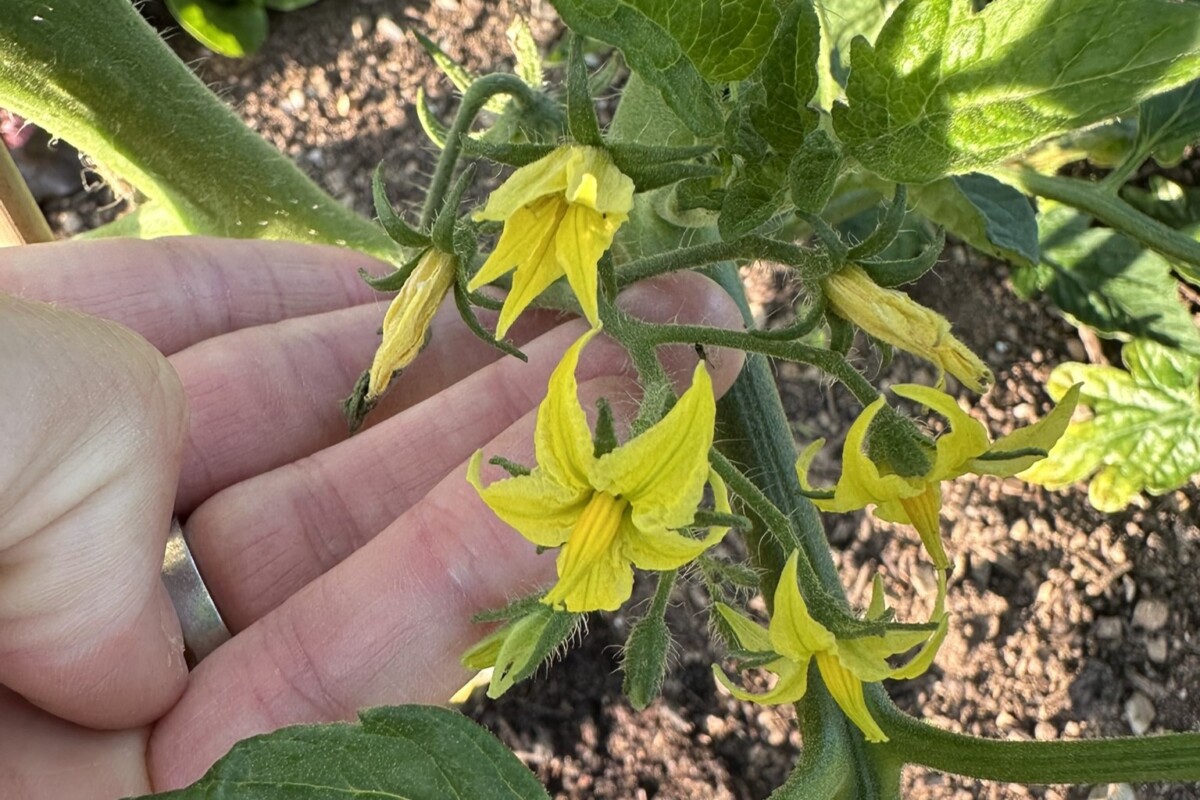 A real-life photo of a tomato plant in a garden bed with several fresh yellow tomato blossoms scattered on the soil beneath the plant