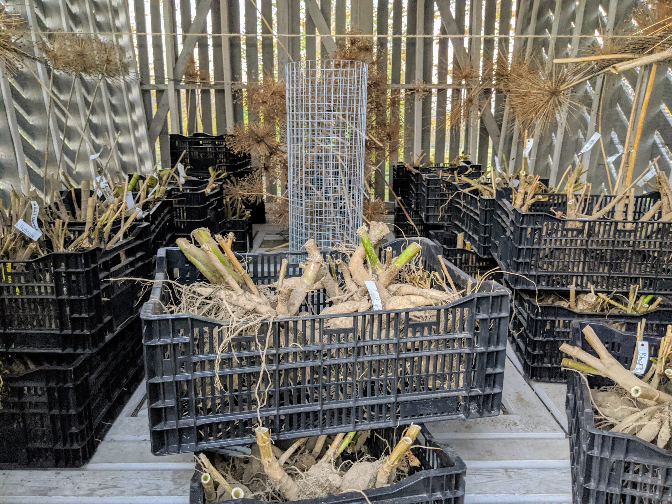 A shallow cardboard box lined with dry packing paper holding several labeled dahlia tubers, stored on a basement shelf
