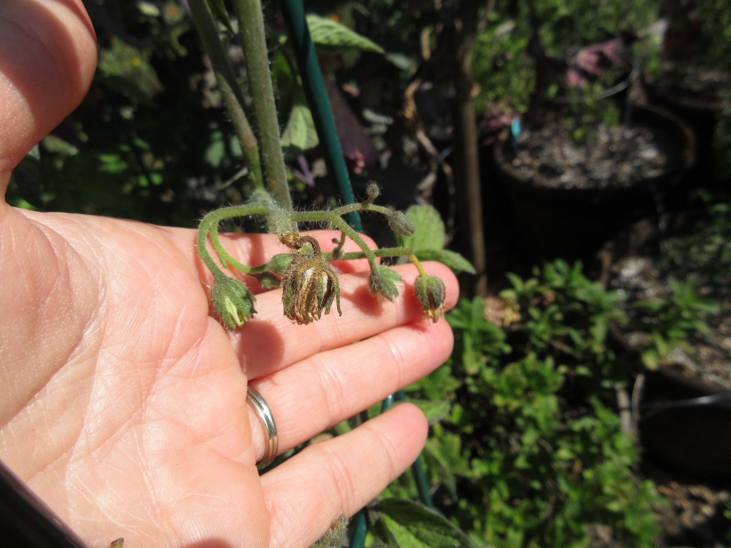 A tomato plant growing outdoors with several yellow blossoms visible but no small green tomatoes forming, natural garden background