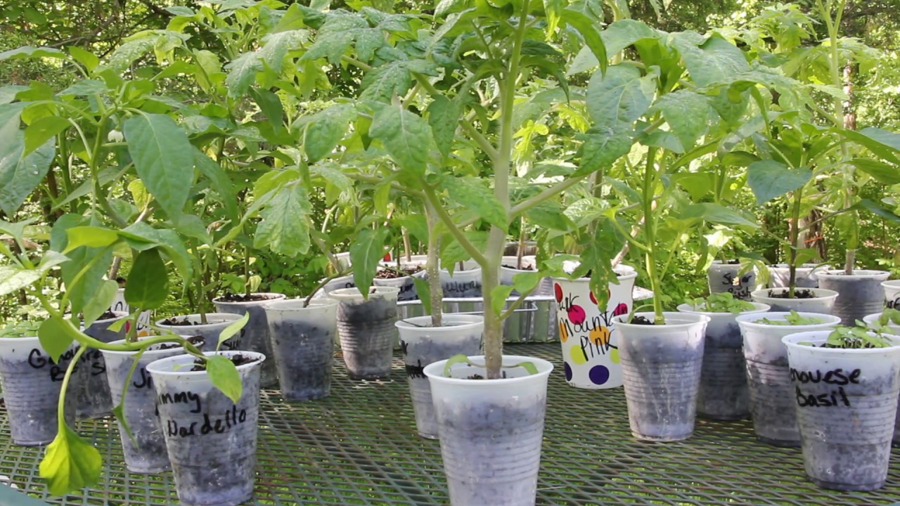 A tray of young tomato seedlings hardening off on a patio in gentle morning sunlight with soft shadows