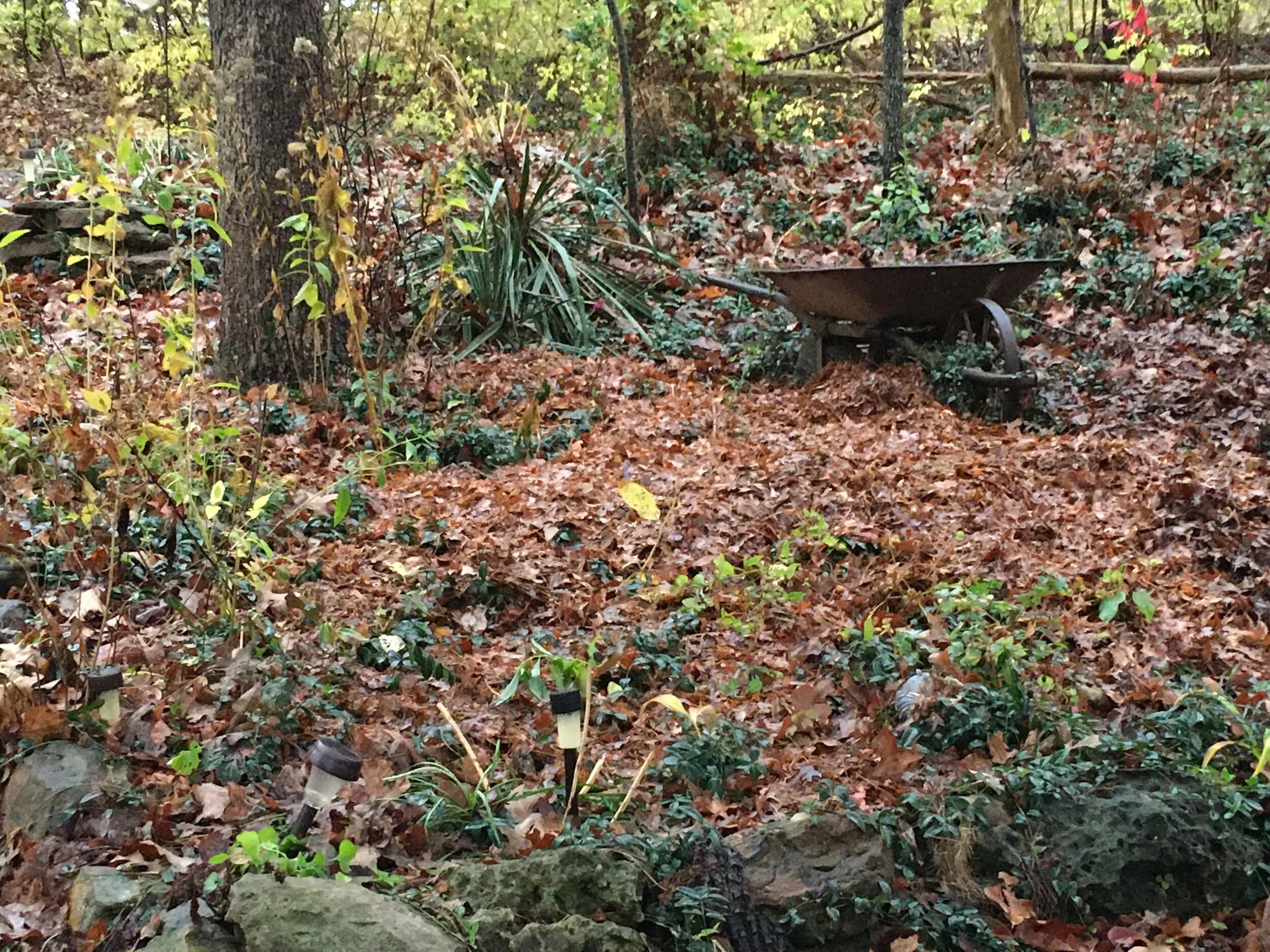 A vegetable garden bed in autumn with spent plants removed and a layer of shredded leaves spread evenly across the soil
