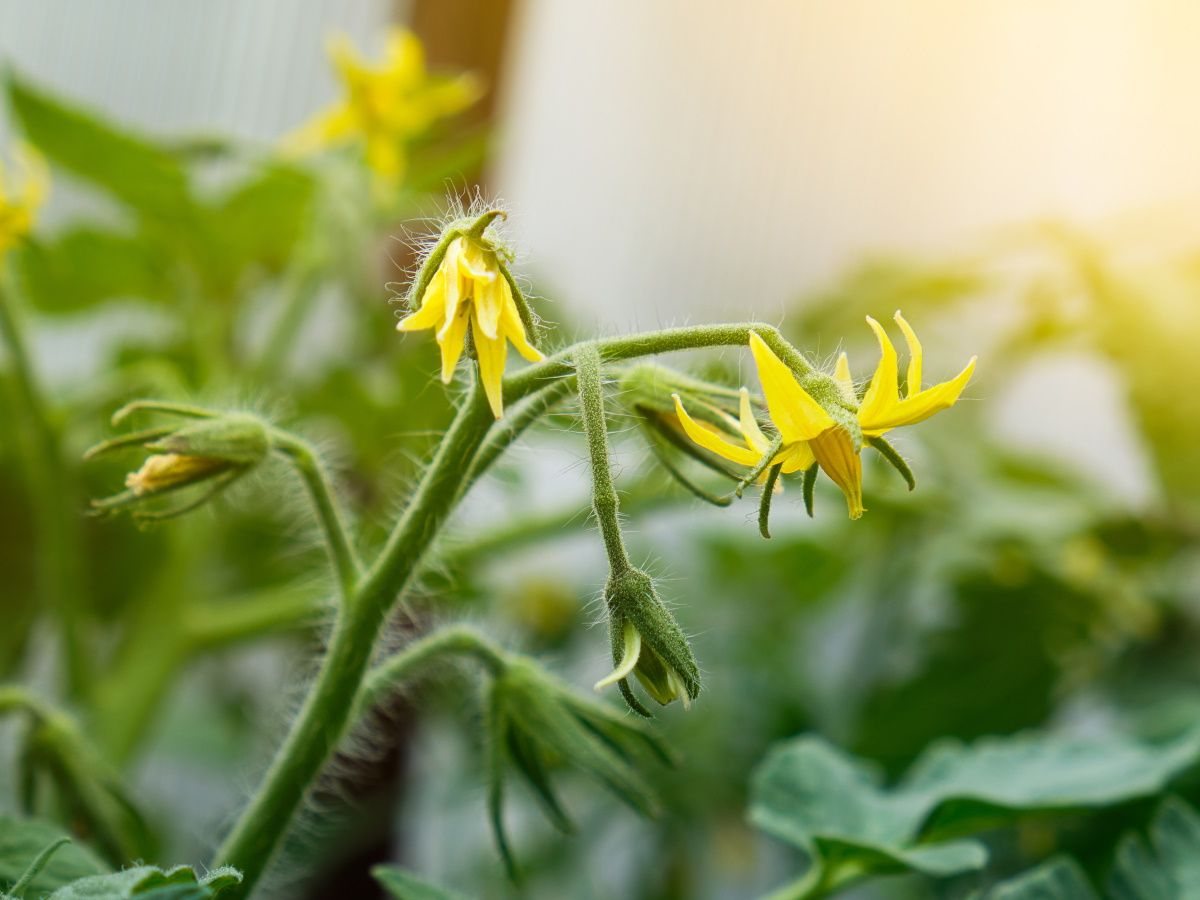 A very leafy tomato plant in a garden bed with multiple yellow blossoms visible, showing vigorous green growth
