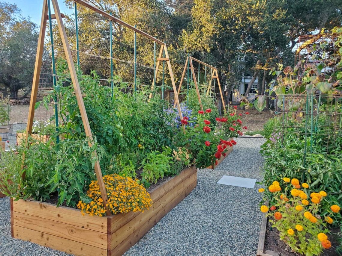 A wooden trellis installed in a prepared garden bed before planting, with raked soil and a pathway beside it