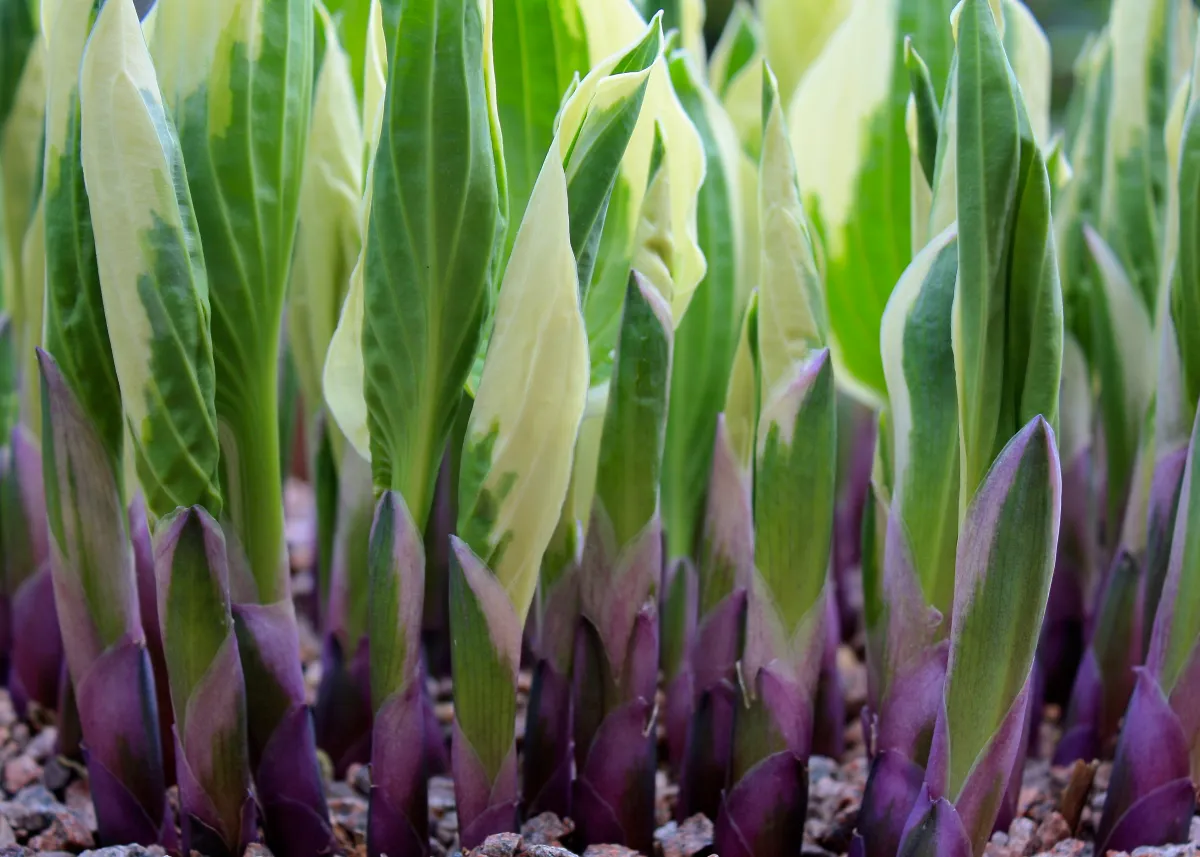 Close-up of hosta shoots emerging from the soil in early spring, showing several pointed eyes clustered together