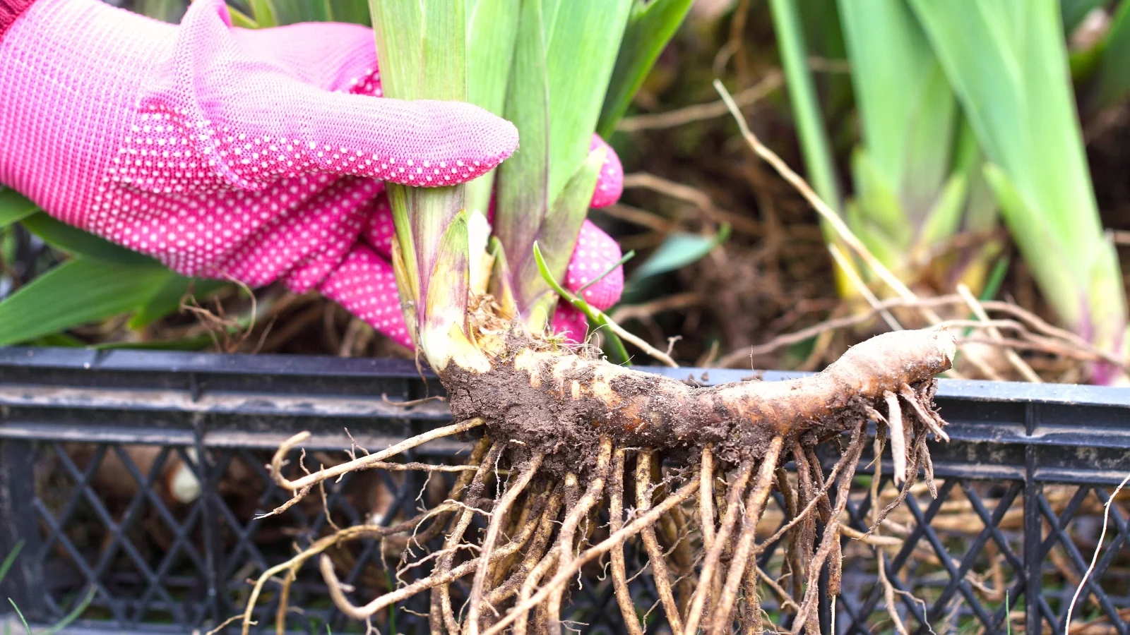 Freshly divided bearded iris rhizomes on garden soil, each with a trimmed leaf fan and visible healthy roots