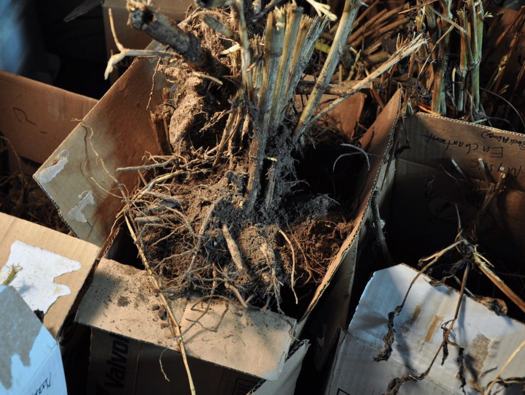 Freshly dug dahlia tubers spread out on cardboard in a cool garage, drying with trimmed stems