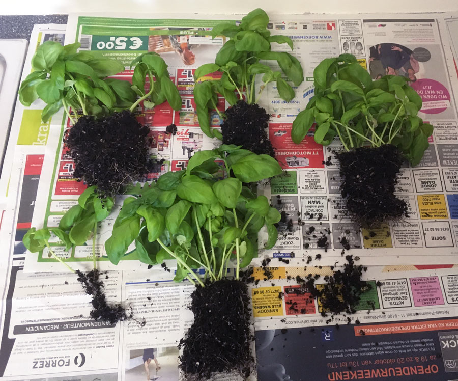 Hands gently separating a crowded clump of grocery store basil seedlings on a potting bench, roots visible and being teased apart
