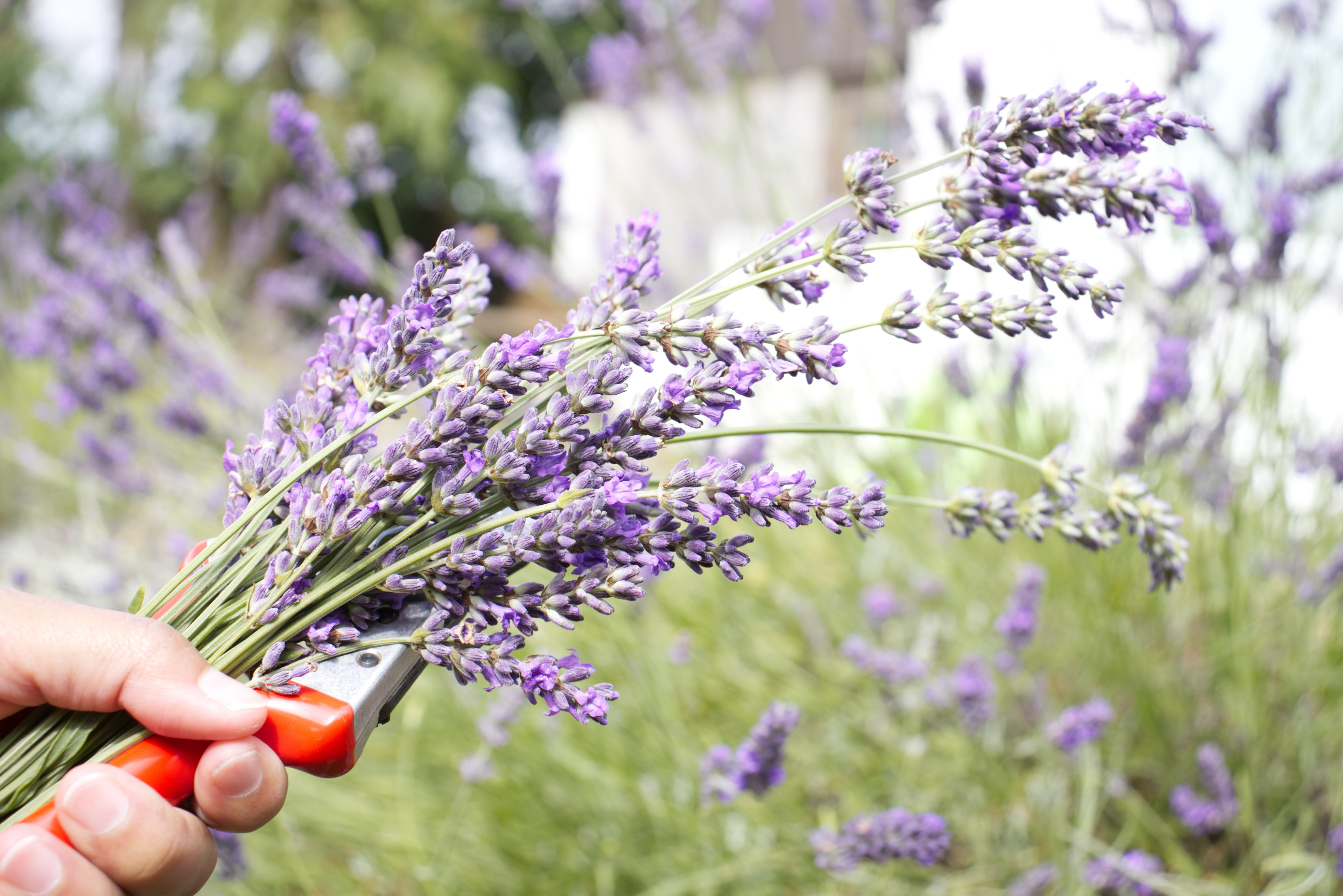 Hands trimming a lavender plant after flowering, with cut stems falling onto the soil and the plant being shaped into a neat rounded mound