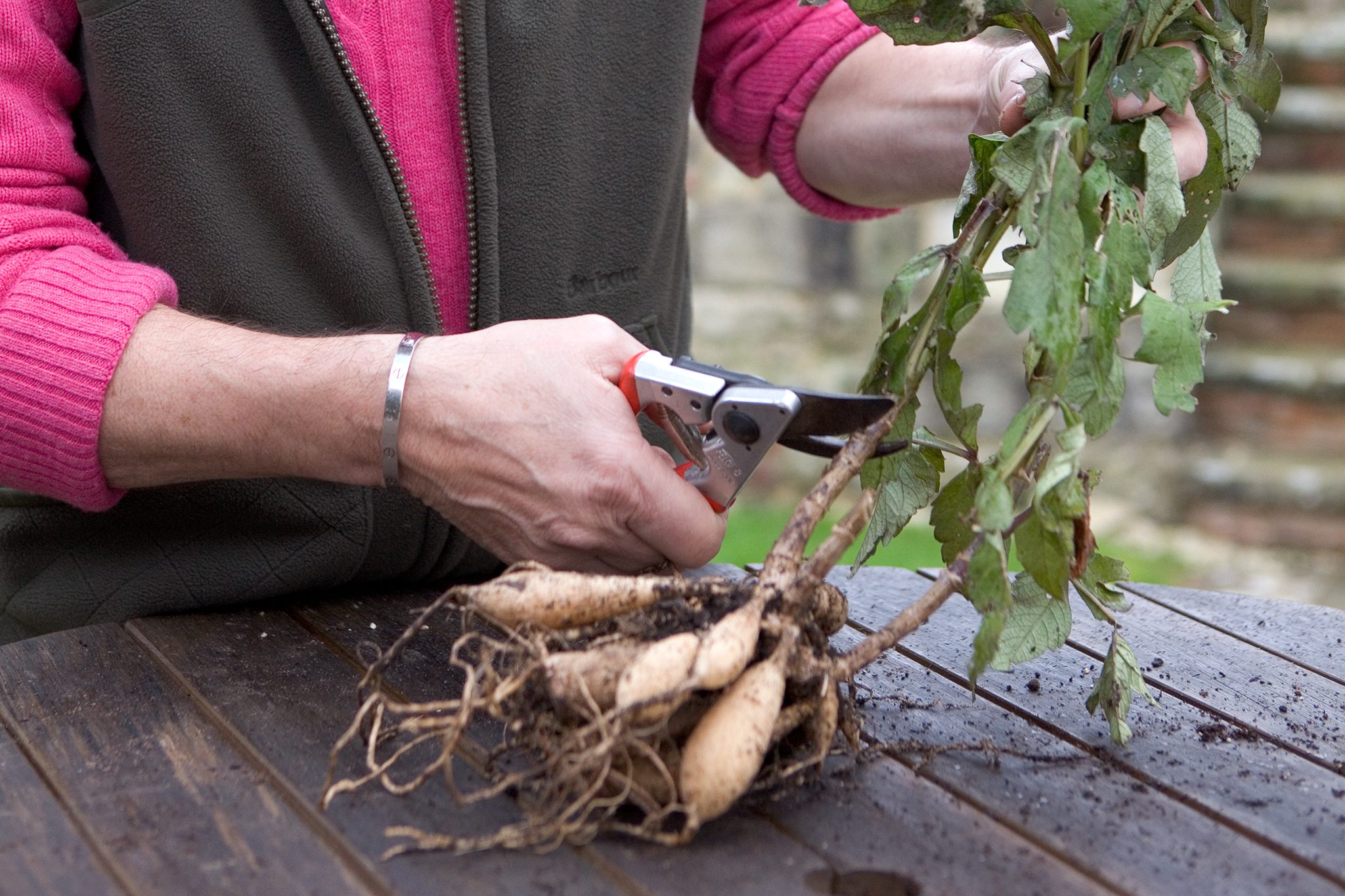 Hands using a garden fork to lift a large dahlia tuber clump from garden soil with cut stems visible
