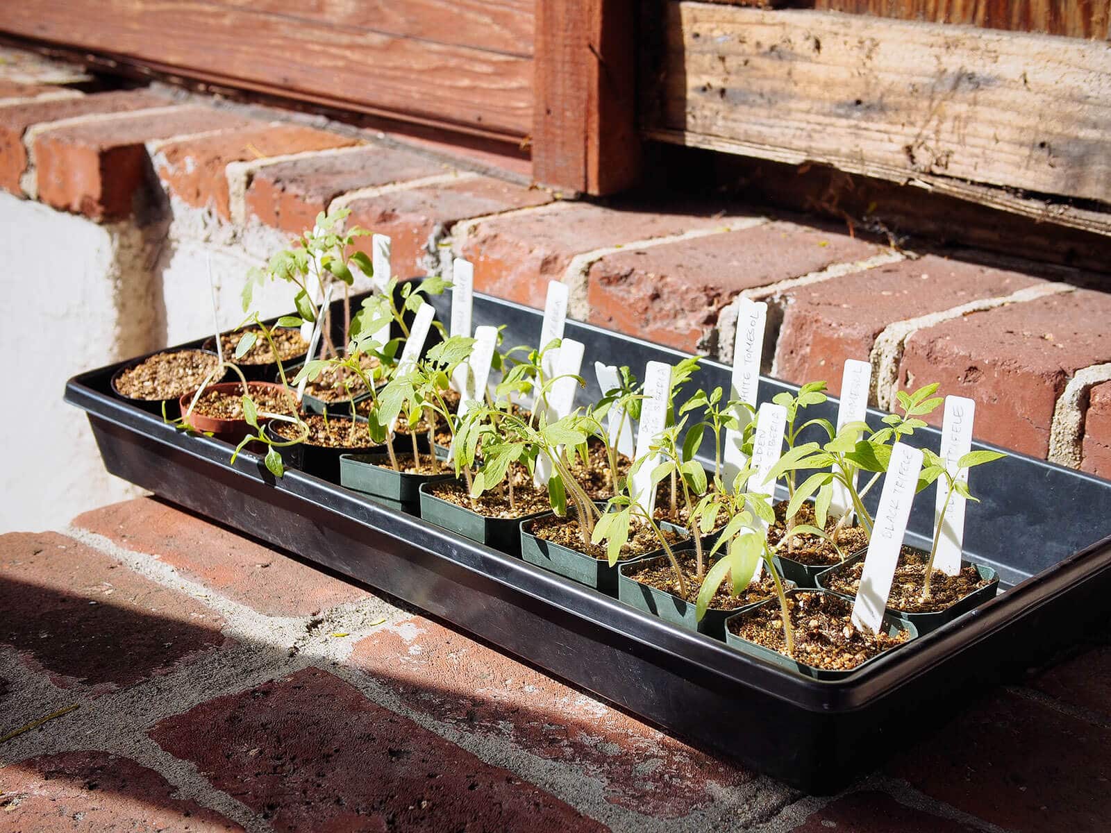 Several seedling trays set on a covered porch in bright shade, protected from wind while still exposed to outdoor temperatures