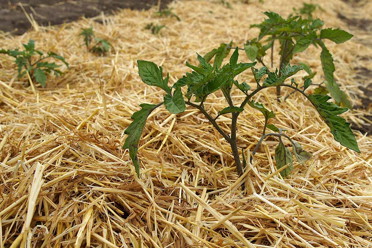 Tomato seedlings in a raised bed with straw mulch spread between plants while the stems are kept clear in a small open ring